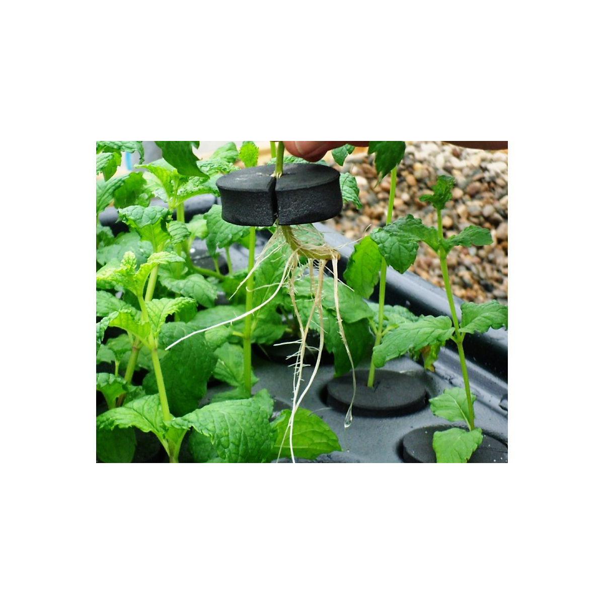 X-Stream 120 - Propagateur aéroponique pour 120 plantes