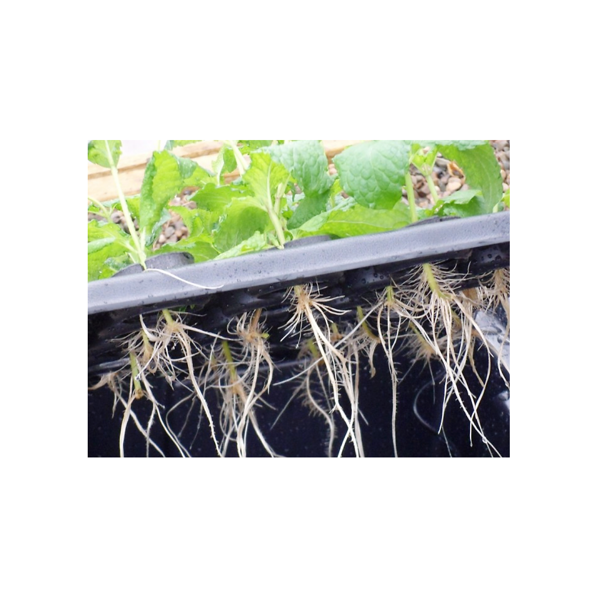 X-Stream 120 - Propagateur aéroponique pour 120 plantes