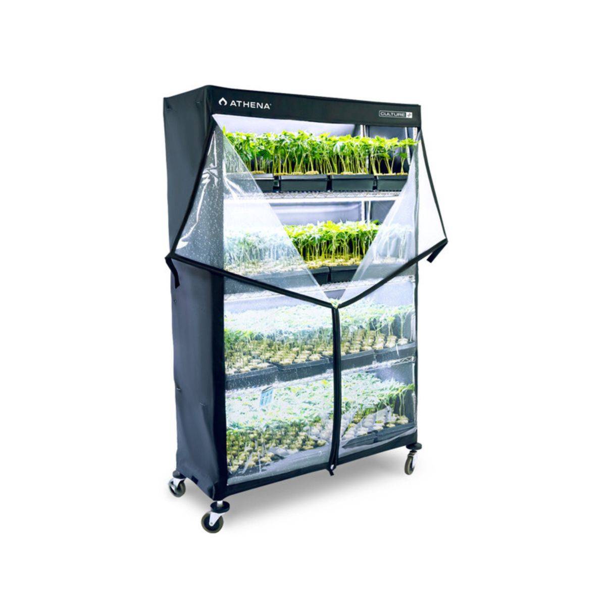 Box de culture Athena VPDome pour la propagation